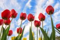 Fotografia: Ja som vyšší ako ty..., fotograf: Denis Goga, tagy: tulipány, kvety, modrá, obloha, červená