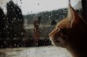 Fotografia: aj taká maličkosť ako dážď má svoje čaro, fotograf: Adriána Štepaňáková, tagy: dážďové kvapky, mačka