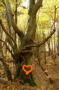 Fotografia: V máji, fotograf: Lýdia Šimková, tagy: máj, láska, v lese