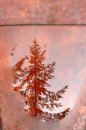Fotografia: Zrkadlenie na mokrej drevenej lavičke, fotograf: Lýdia Šimková, tagy: voda, zrkadlo, lavička