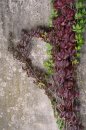 Fotografia: Polovičné srdce jesene, fotograf: Lýdia Šimková, tagy: srdce, jeseň, farba, zeleň