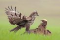 Fotografia: Fotografia dvoch pánov nebies žijúcich u nás., fotograf: Michal Lutonský, tagy: myšiak lesný, kaňa močiarna, buteo buteo, Circus aeruginosus, dravec, vták, bitka, akcia