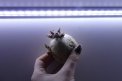 Fotografia: Klíčenie, fotograf: Magdaléna Šturdíková Šturdíková, tagy: #light #potato