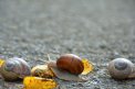Fotografia: Na ceste domov?, fotograf: Nikola Cenknerová, tagy: #snail, #autumn, #animal, #nature