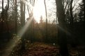 Fotografia: jesenný podvečer na Kolibe, fotograf: Emma Macháčová, tagy: priroda, stromy, zapad slnka, les