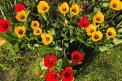Fotografia: Tulipány v záhradke., fotograf: Julianna Langová, tagy: tulipany, kvety