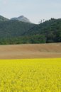 Fotografia: V diaľke je Vápeč, repka, farby v prírode, fotograf: Lýdia Šimková, tagy: Vápeč, turistika, farebnosť