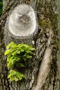 Fotografia: Drobnosti na kôre stromu, fotograf: Lýdia Šimková, tagy: kôra, strom, drobné lístie