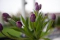 Fotografia: Fialové Tulipány, fotograf: Alexander Kubik, tagy: Tulipany, kvety