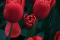 Fotografia: The Beauty of Tulips, fotograf: Nikola Cenknerová, tagy: tulips, red, flowers,