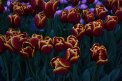Fotografia: Ohnivé tulipány, fotograf: Nikola Cenknerová, tagy: tulipány, tulips, Netherlands, garden