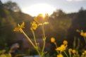 Fotografia: Iskerník pri západe slnka, fotograf: Juraj Brodniansky, tagy: Flower, Sundown, Nature