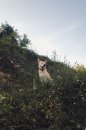 Fotografia: Lúčna rozmanitosť , fotograf: Dominika Dzvoníková, tagy: kvety,farby,pes,voľnosť 