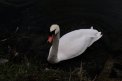 Fotografia: Nádherná snehovo biela labuť :-), fotograf: Jakub Filípek, tagy: animal, water, swan, white