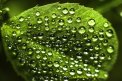 Fotografia: Jedna na druhej, fotograf: Roland Vdovják, tagy: Kvapky, ďatelina, macro