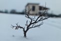 Fotografia: Sila života, fotograf: Viliam Mlynek, tagy: konárik